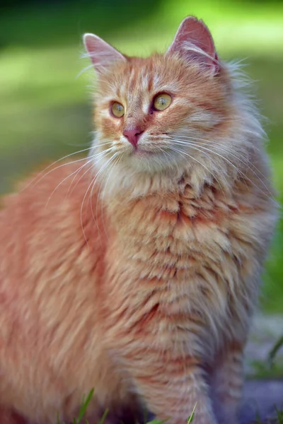 Beautiful Red Fluffy Young Cat Summer Garden — Stock Photo, Image