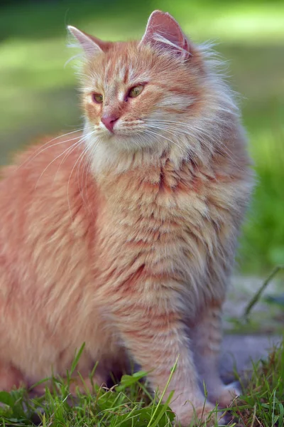 Beautiful Red Fluffy Young Cat Summer Garden — Stock Photo, Image