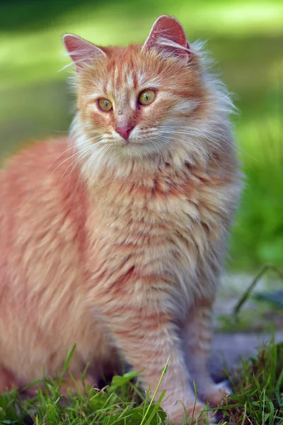 Güzel Kırmızı Pofuduk Genç Kedi Yaz Bahçesinde — Stok fotoğraf