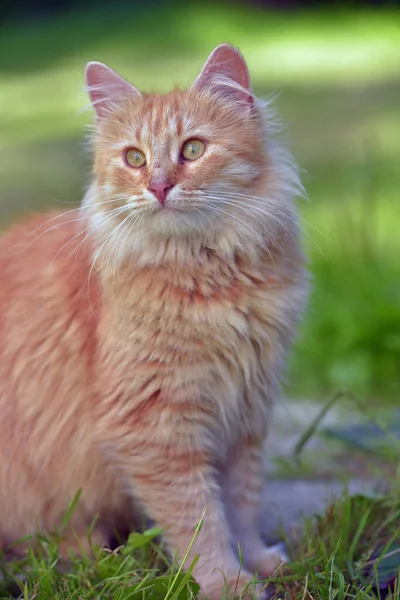Güzel Kırmızı Pofuduk Genç Kedi Yaz Bahçesinde — Stok fotoğraf
