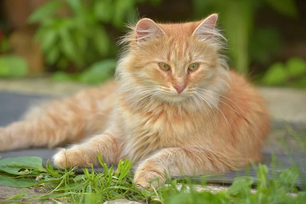 Hermoso Rojo Esponjoso Joven Gato Verano Jardín — Foto de Stock