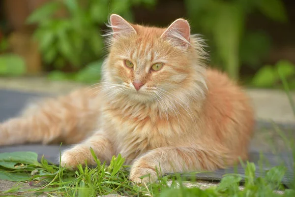 Beautiful Red Fluffy Young Cat Summer Garden — Stock Photo, Image