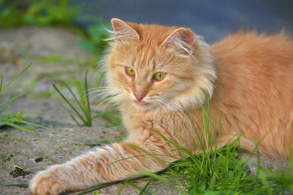 Güzel Kırmızı Pofuduk Genç Kedi Yaz Bahçesinde — Stok fotoğraf