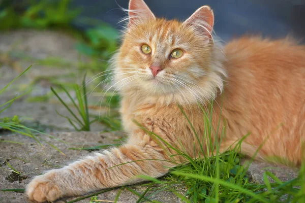 Schöne Rote Flauschige Junge Katze Sommergarten — Stockfoto