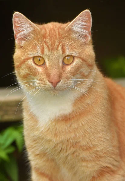 Güzel Kırmızı Beyaz Genç Kedi Yazın Bahçede — Stok fotoğraf