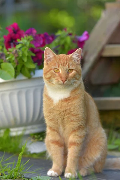 Güzel Kırmızı Beyaz Genç Kedi Yazın Bahçede — Stok fotoğraf