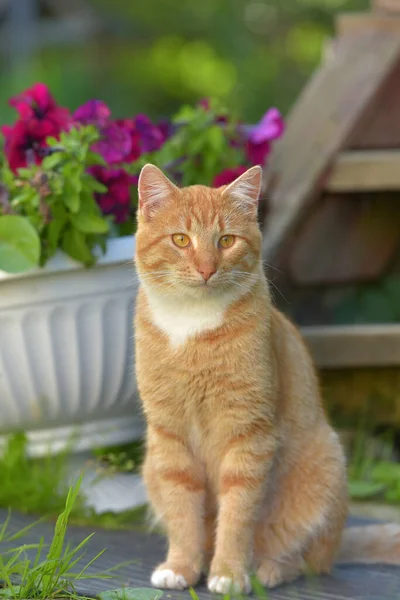 Beau Rouge Avec Jeune Chat Blanc Été Dans Jardin — Photo