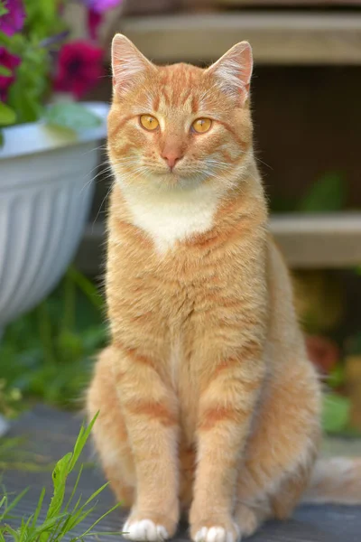 Hermoso Rojo Con Blanco Joven Gato Verano Jardín — Foto de Stock