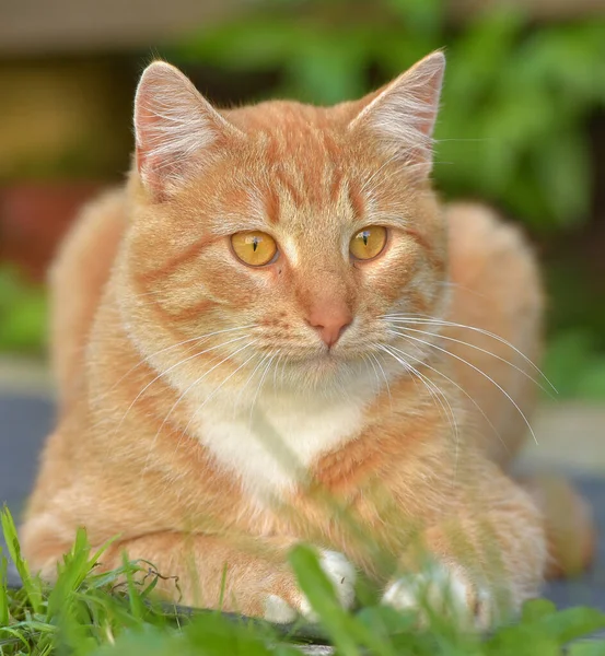 Beautiful Red White Young Cat Summer Garden — Stock Photo, Image