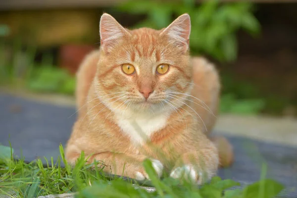 Schöne Rote Mit Weißer Junger Katze Sommer Garten — Stockfoto