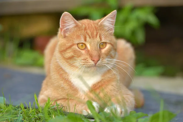 Beautiful Red White Young Cat Summer Garden — Stock Photo, Image