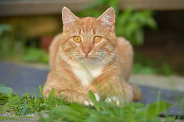 Hermoso Rojo Con Blanco Joven Gato Verano Jardín — Foto de Stock