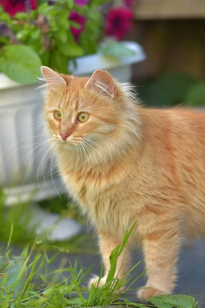 Vacker Ung Rödhårig Ung Katt Sommaren Trädgården Vas Med Blommor — Stockfoto