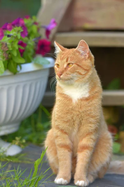 Beautiful Young Red Haired Young Cat Summer Garden Vase Flowers — Stock Photo, Image