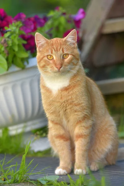 Schöne Junge Rothaarige Junge Katze Sommer Garten Bei Einer Blumenvase — Stockfoto