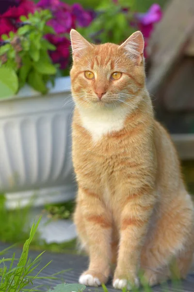 Krásná Mladá Zrzavá Kočka Létě Zahradě Vázy Květin — Stock fotografie