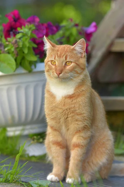 Schöne Junge Rothaarige Junge Katze Sommer Garten Bei Einer Blumenvase — Stockfoto