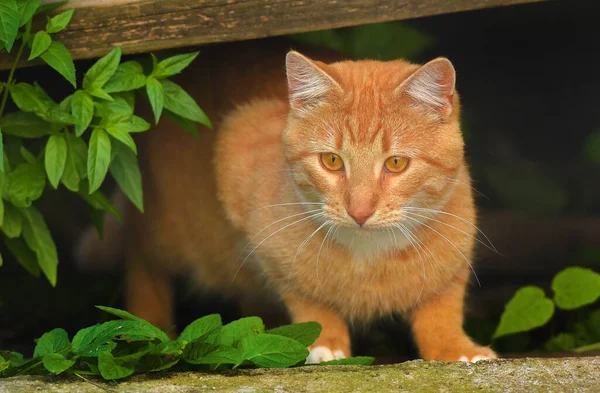 Bellissimo Giovane Gatto Rosso Nel Giardino Estivo Vicino Alla Casa — Foto Stock