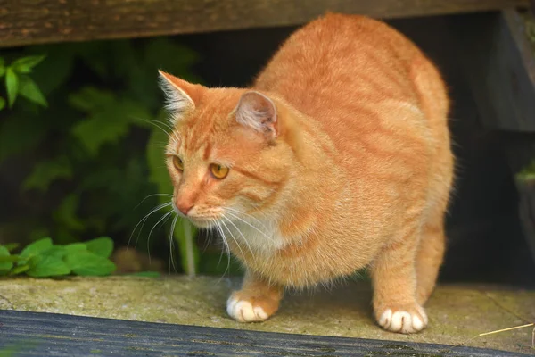 Όμορφη Νεαρή Κόκκινη Γάτα Στον Καλοκαιρινό Κήπο Κοντά Στο Σπίτι — Φωτογραφία Αρχείου