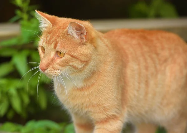 Bonito Jovem Gato Vermelho Jardim Verão Perto Casa — Fotografia de Stock