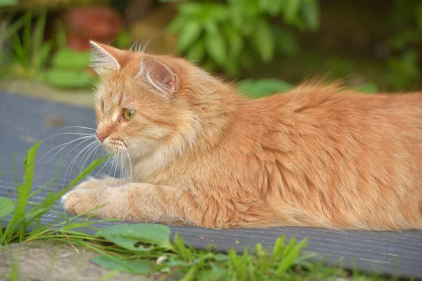 Beau Jeune Chat Rouge Dans Jardin Été Près Maison — Photo