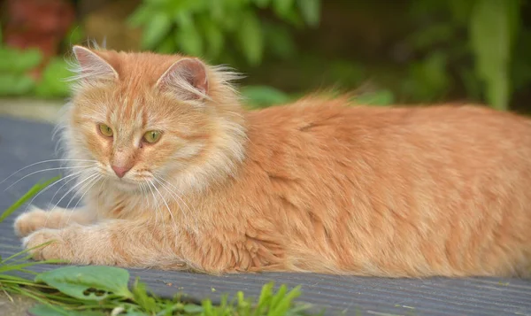 Beautiful Young Red Cat Summer Garden House — Stock Photo, Image