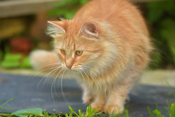 Güzel Kırmızı Kedi Evin Yakınındaki Yaz Bahçesinde — Stok fotoğraf