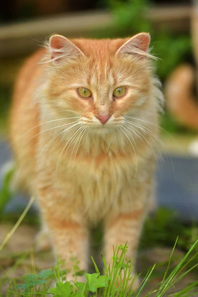 Hermoso Gato Rojo Joven Jardín Verano Cerca Casa —  Fotos de Stock