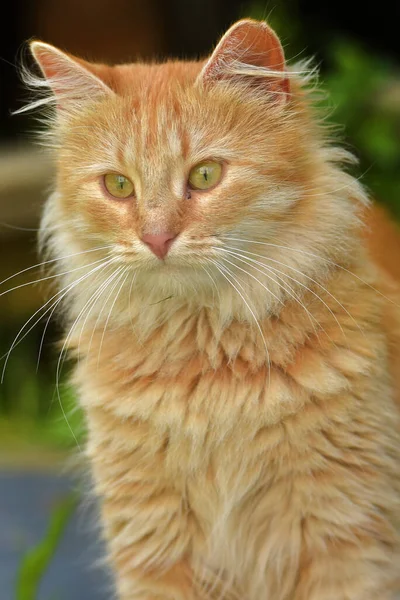 Schöne Junge Rote Katze Sommergarten Der Nähe Des Hauses — Stockfoto