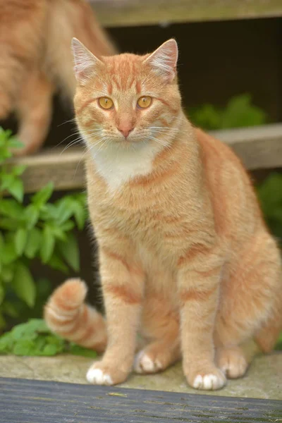 Mooie Jonge Rode Kat Zomertuin Bij Het Huis — Stockfoto