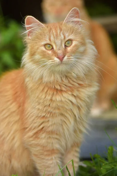 Beau Jeune Chat Rouge Dans Jardin Été Près Maison — Photo