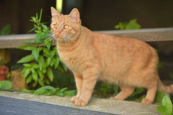 Schöne Junge Rote Katze Sommergarten Der Nähe Des Hauses — Stockfoto
