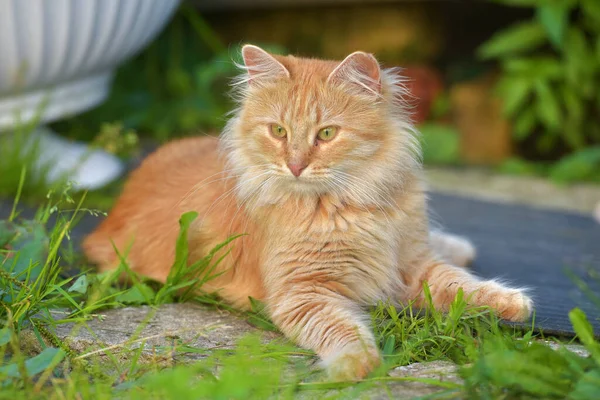 Bellissimo Giovane Gatto Rosso Nel Giardino Estivo Vicino Alla Casa — Foto Stock