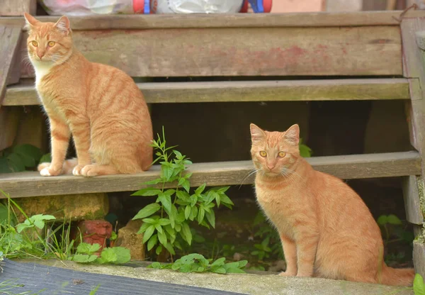 两只年轻貌美的金银花猫在房子附近的夏季花园里 — 图库照片
