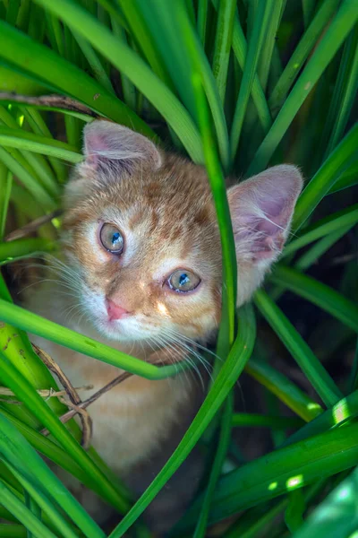 Krásná Zázvorová Kočička Letní Zahradě Mezi Trávou — Stock fotografie