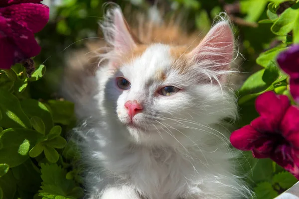Beautiful Ginger White Kitten Summer Garden Flowers — Stock Photo, Image