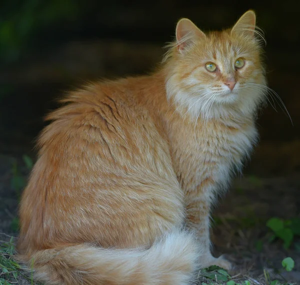 Beautiful Fluffy Ginger Cat Summer Outdoor — Stock Photo, Image