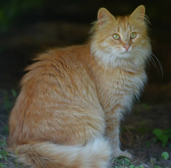 Hermoso Esponjoso Jengibre Gato Verano Aire Libre —  Fotos de Stock