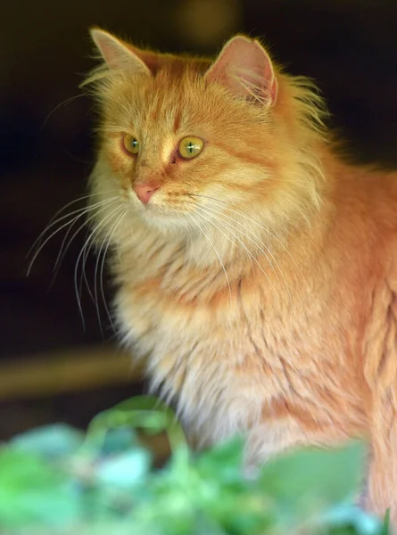 Hermoso Esponjoso Jengibre Gato Verano Aire Libre —  Fotos de Stock