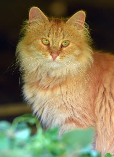 夏の屋外で美しいふわふわの生姜猫 — ストック写真