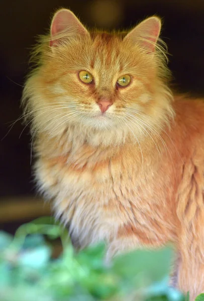 夏の屋外で美しいふわふわの生姜猫 — ストック写真