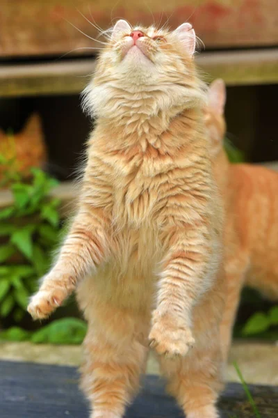 夏の屋外の芝生の中で美しいふわふわの生姜猫が — ストック写真