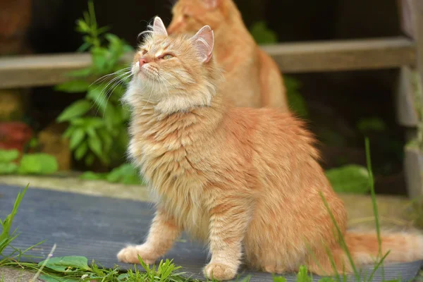 Beautiful Red Cat Summer Outdoor House — Stock Photo, Image