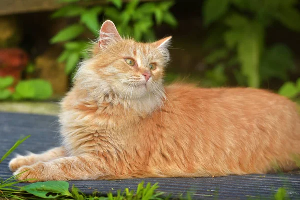 Vacker Röd Katt Sommar Utomhus Nära Huset — Stockfoto