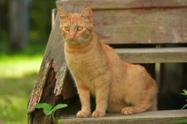 Schöne Rote Katze Sommer Freien Der Nähe Des Hauses — Stockfoto