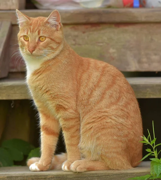 Bonito Verão Gato Vermelho Livre Perto Casa — Fotografia de Stock