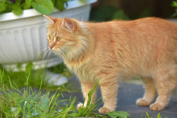 Bonito Verão Gato Vermelho Livre Perto Casa — Fotografia de Stock