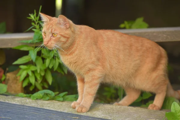 Schöne Rote Katze Sommer Freien Der Nähe Des Hauses — Stockfoto