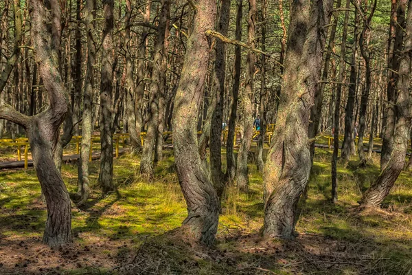 Paesaggio Estivo Della Foresta Spit Dancing Curoniano — Foto Stock