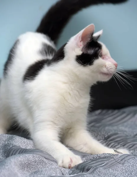 Gato Ciego Blanco Negro Refugio Animales — Foto de Stock